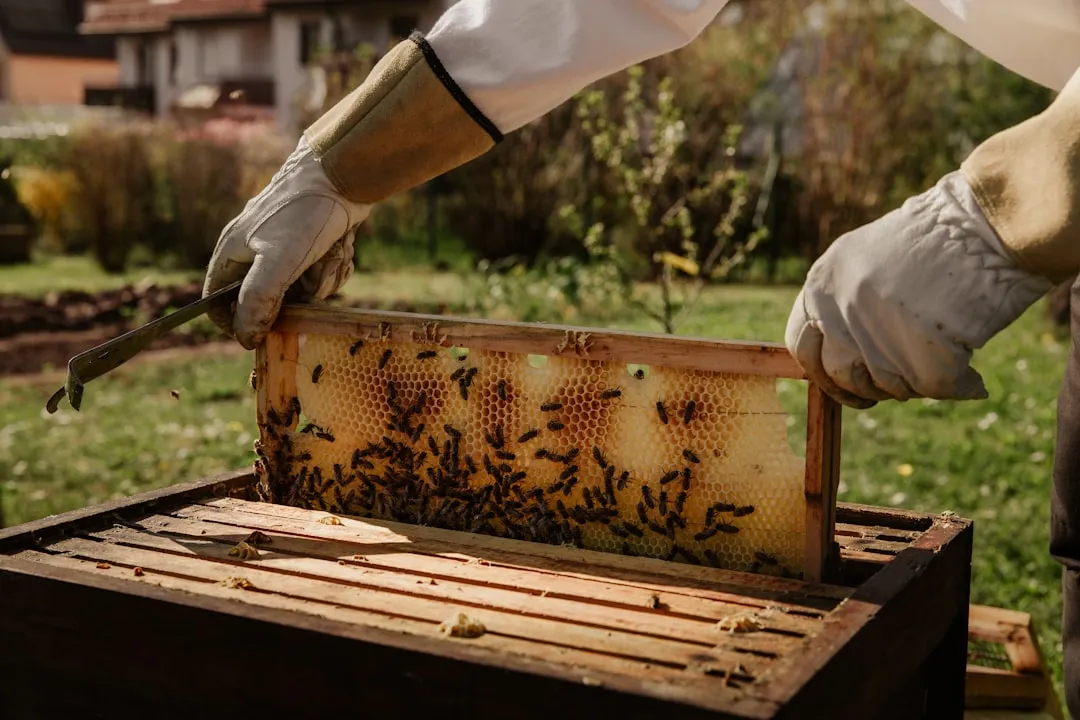 漳州川盛贸易蜂产品线全解析:蜂蜜、蜂胶到蜂蜡的应用指南正文配图 2